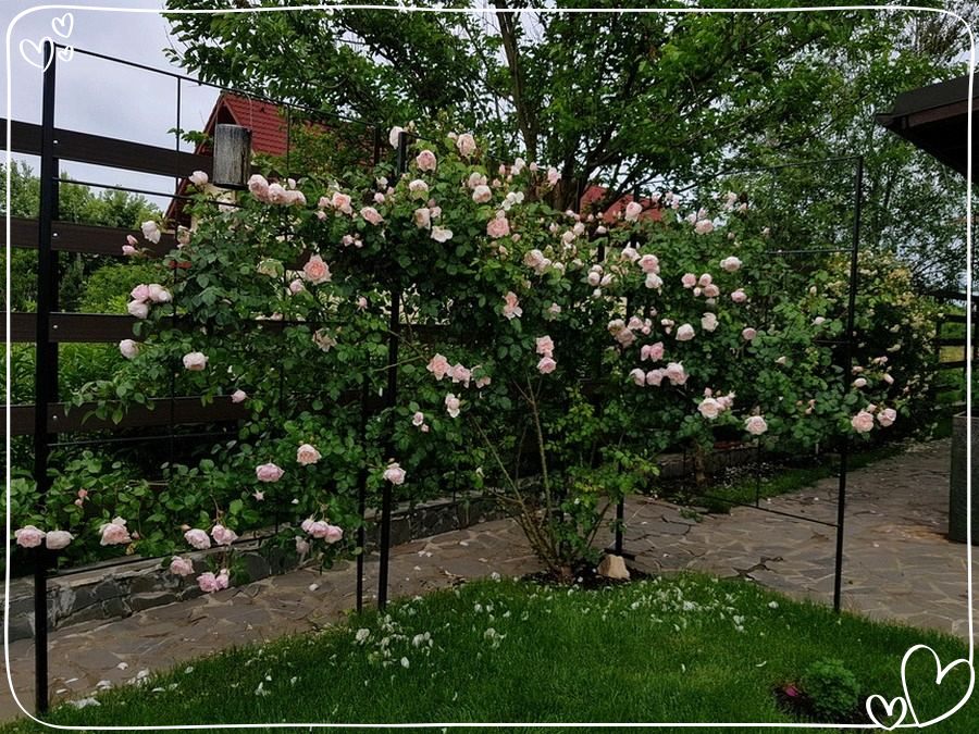 The Generous Gardener róża angielska